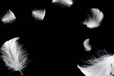 Siyah bir arkaplanda beyaz yüzen tüy izole. 