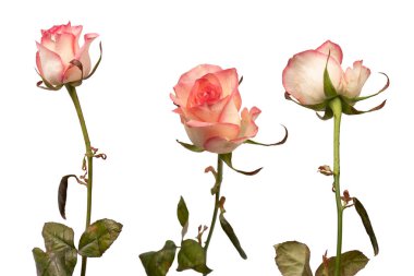 Pembe ve beyaz arkaplanda izole edilmiş güzel bir gül.. 