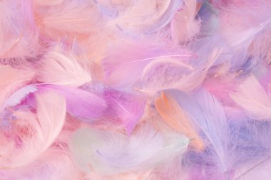 Renkli tüy arka plan, üst manzara. Boşluğu kopyala.