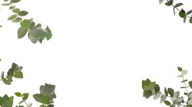 Beyaz arka planda izole edilmiş taze okaliptüs filizi.. 