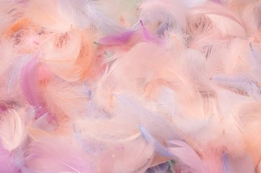 Renkli tüy arka plan, üst manzara. Boşluğu kopyala.