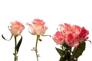 Pembe ve beyaz arkaplanda izole edilmiş güzel bir gül.. 