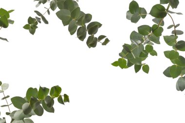 Beyaz arka planda izole edilmiş taze okaliptüs filizi.. 