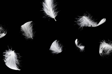 Siyah bir arkaplanda beyaz yüzen tüy izole. 