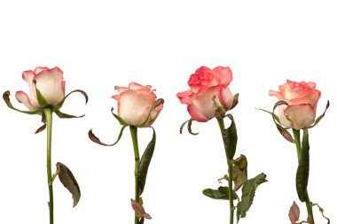 Pembe ve beyaz arkaplanda izole edilmiş güzel bir gül.. 