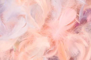 Renkli tüy arka plan, üst manzara. Boşluğu kopyala.