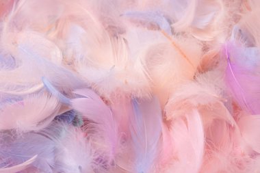 Renkli tüy arka plan, üst manzara. Boşluğu kopyala.