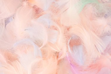 Renkli tüy arka plan, üst manzara. Boşluğu kopyala.