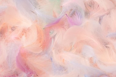 Renkli tüy arka plan, üst manzara. Boşluğu kopyala.