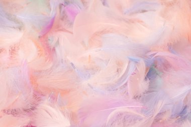 Renkli tüy arka plan, üst manzara. Boşluğu kopyala.