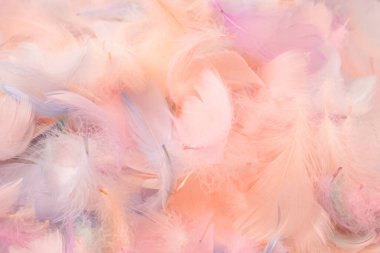 Renkli tüy arka plan, üst manzara. Boşluğu kopyala.