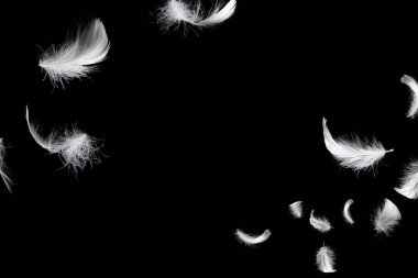 Siyah bir arkaplanda beyaz yüzen tüy izole. 