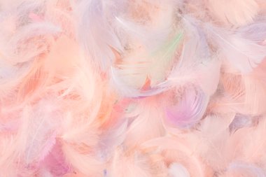 Renkli tüy arka plan, üst manzara. Boşluğu kopyala.