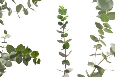 Beyaz arka planda izole edilmiş taze okaliptüs filizi.. 