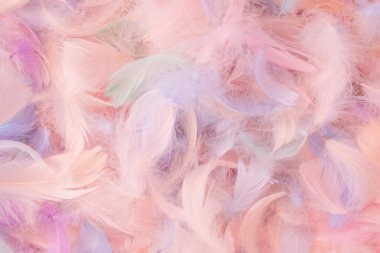 Renkli tüy arka plan, üst manzara. Boşluğu kopyala.