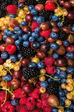 Bektaşi üzümü, yabanmersini, dut, ahududu, beyaz ve kırmızı frenk üzümü arka plan. 