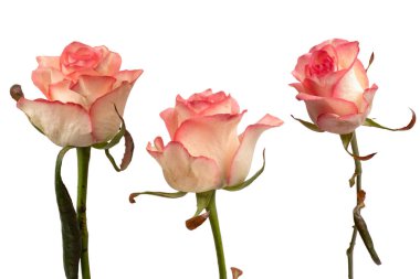 Pembe ve beyaz arkaplanda izole edilmiş güzel bir gül.. 