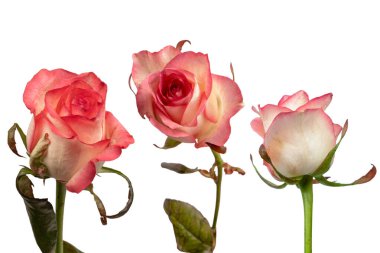 Pembe ve beyaz arkaplanda izole edilmiş güzel bir gül.. 