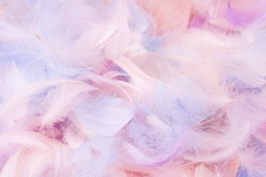 Renkli tüy arka plan, üst manzara. Boşluğu kopyala.