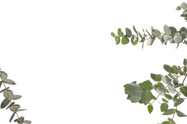 Beyaz arka planda izole edilmiş taze okaliptüs filizi.. 