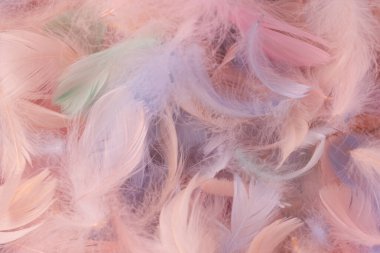 Renkli tüy arka plan, üst manzara. Boşluğu kopyala.