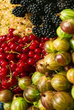 Bektaşi üzümü, yabanmersini, dut, ahududu, beyaz ve kırmızı frenk üzümü arka plan. 