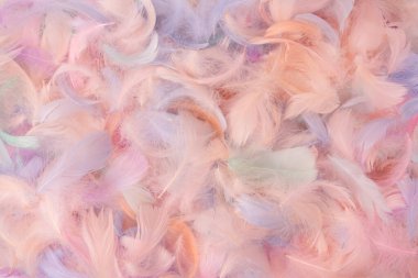 Renkli tüy arka plan, üst manzara. Boşluğu kopyala.