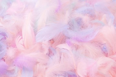 Renkli tüy arka plan, üst manzara. Boşluğu kopyala.