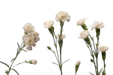 Beyaz bir arka planda izole edilmiş güzel karanfil çiçeği.. 