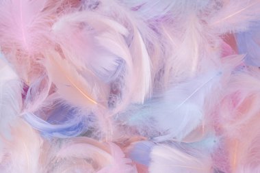 Renkli tüy arka plan, üst manzara. Boşluğu kopyala.