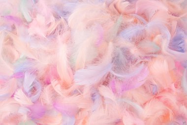 Renkli tüy arka plan, üst manzara. Boşluğu kopyala.