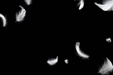 Siyah bir arkaplanda beyaz yüzen tüy izole. 