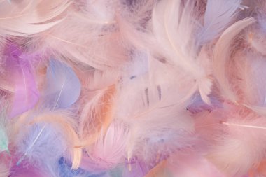 Renkli tüy arka plan, üst manzara. Boşluğu kopyala.