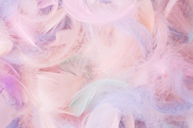 Renkli tüy arka plan, üst manzara. Boşluğu kopyala.