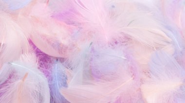 Renkli tüy arka plan, üst manzara. Boşluğu kopyala.