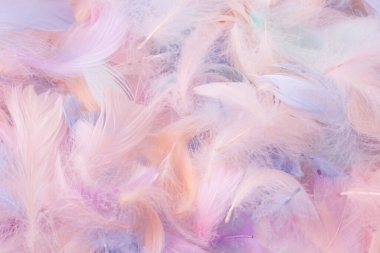 Renkli tüy arka plan, üst manzara. Boşluğu kopyala.