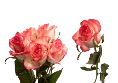 Pembe ve beyaz arkaplanda izole edilmiş güzel bir gül.. 