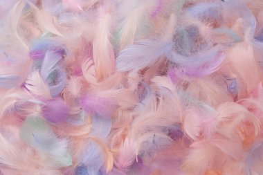 Renkli tüy arka plan, üst manzara. Boşluğu kopyala.