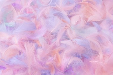 Renkli tüy arka plan, üst manzara. Boşluğu kopyala.