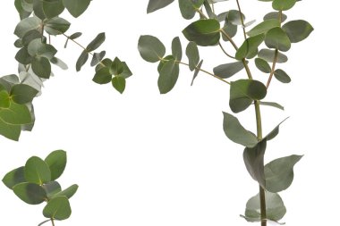 Beyaz arka planda izole edilmiş taze okaliptüs filizi.. 