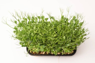 Beyaz arka planda taze bezelye mikroyeşil filizleri. Sağlıklı yemek.. 