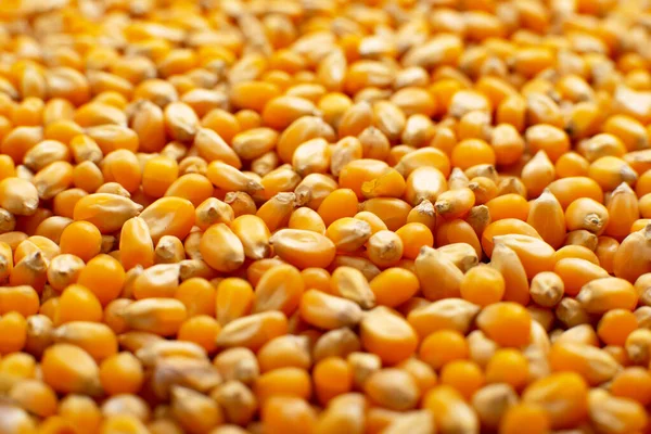 Droge Rauwe Maïskorrels Voor Het Maken Van Popcorn Food Achtergrond — Stockfoto