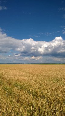 Ukrayna'da mavi bulutlu gökyüzü altında Buğday tarlası