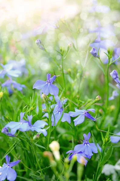 stock image Campanula flowers against sunlight