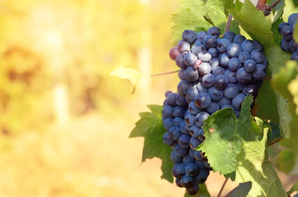 Green Grapes Vine Bright Background — Stock Photo, Image