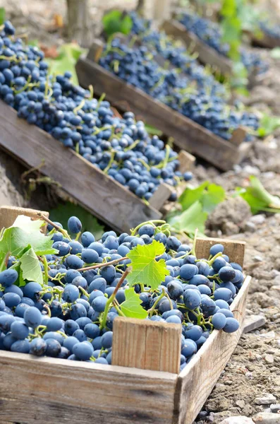 Geoogste Blauwe Druiven Houten Kratten Wijngaard Herfst Tijd — Stockfoto