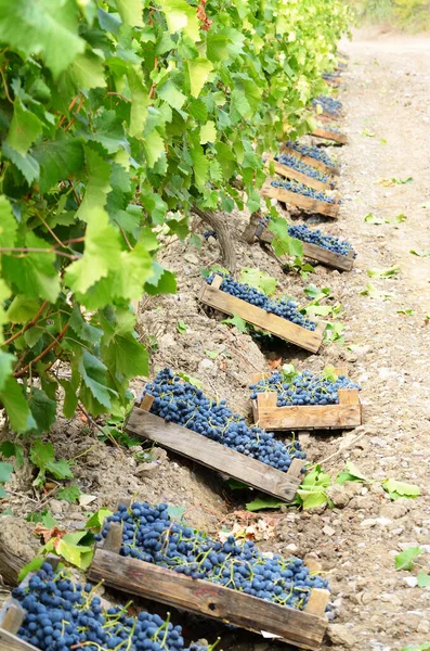 Wooden Crates Fool Harvested Grapes Vineyard Evening Time — Stock Photo, Image