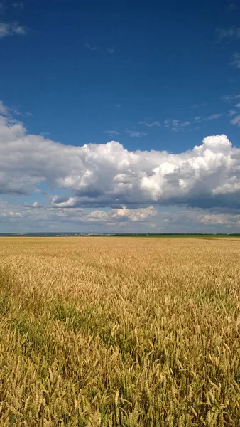 Пшеничное Поле Голубым Облачным Небом Украине — стоковое фото