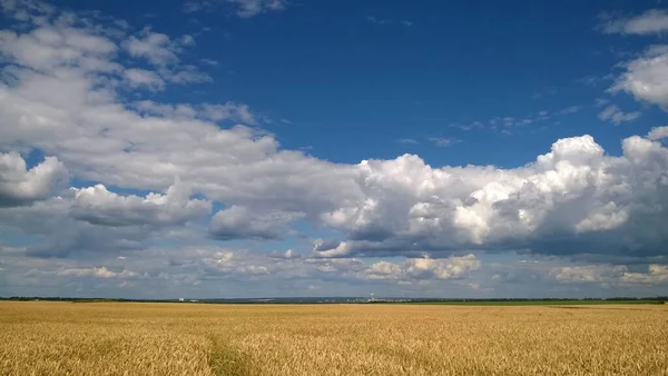 Wheat Field Blue Cloudy Sky Ukraine — Stock Photo, Image