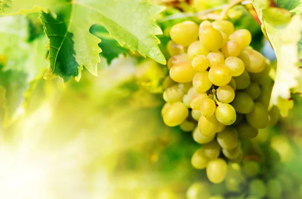 stock image Green grapes on vine, shallow depth of field